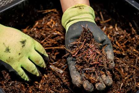 Composting earthworms