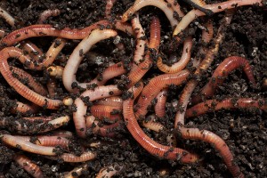 worms