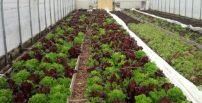 Greenhouse Lettuce