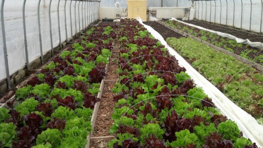 Greenhouse Lettuce